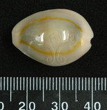 中文名:金環寶螺 (004874-00004)學名:Cypraea annulus Linnaeus, 1758(004874-00004)
