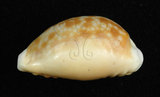 中文名:紅花寶螺 (001737-00093)學名:Cypraea helvola Linnaeus, 1758(001737-00093)