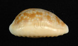 中文名:紅花寶螺 (001737-00093)學名:Cypraea helvola Linnaeus, 1758(001737-00093)