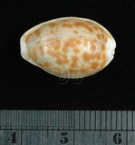 中文名:紅花寶螺 (001737-00093)學名:Cypraea helvola Linnaeus, 1758(001737-00093)