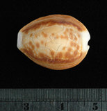 中文名:紅花寶螺 (002119-00024)學名:Cypraea helvola Linnaeus, 1758(002119-00024)