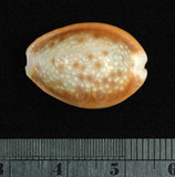 中文名:紅花寶螺 (002119-00072)學名:Cypraea helvola Linnaeus, 1758(002119-00072)