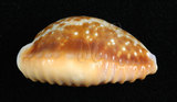 中文名:紅花寶螺 (002368-00381)學名:Cypraea helvola Linnaeus, 1758(002368-00381)