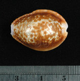 中文名:紅花寶螺 (002368-00381)學名:Cypraea helvola Linnaeus, 1758(002368-00381)