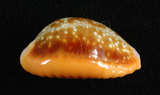 中文名:紅花寶螺 (002368-00383)學名:Cypraea helvola Linnaeus, 1758(002368-00383)