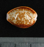 中文名:紅花寶螺 (002368-00383)學名:Cypraea helvola Linnaeus, 1758(002368-00383)