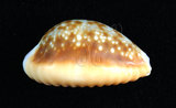 中文名:紅花寶螺 (002629-00039)學名:Cypraea helvola Linnaeus, 1758(002629-00039)