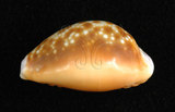 中文名:紅花寶螺 (002629-00039)學名:Cypraea helvola Linnaeus, 1758(002629-00039)