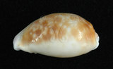 中文名:紅花寶螺 (002629-00040)學名:Cypraea helvola Linnaeus, 1758(002629-00040)