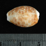 中文名:紅花寶螺 (002629-00040)學名:Cypraea helvola Linnaeus, 1758(002629-00040)