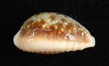 中文名:紅花寶螺 (002629-00041)學名:Cypraea helvola Linnaeus, 1758(002629-00041)