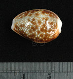 中文名:紅花寶螺 (002629-00041)學名:Cypraea helvola Linnaeus, 1758(002629-00041)