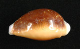 中文名:紅花寶螺 (002629-00042)學名:Cypraea helvola Linnaeus, 1758(002629-00042)