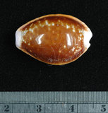 中文名:紅花寶螺 (002629-00042)學名:Cypraea helvola Linnaeus, 1758(002629-00042)