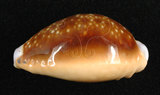 中文名:紅花寶螺 (002639-00192)學名:Cypraea helvola Linnaeus, 1758(002639-00192)