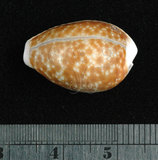 中文名:紅花寶螺 (002672-00162)學名:Cypraea helvola Linnaeus, 1758(002672-00162)