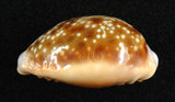中文名:紅花寶螺 (002703-00005)學名:Cypraea helvola Linnaeus, 1758(002703-00005)