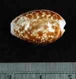中文名:紅花寶螺 (002703-00005)學名:Cypraea helvola Linnaeus, 1758(002703-00005)