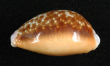 中文名:紅花寶螺 (002963-00101)學名:Cypraea helvola Linnaeus, 1758(002963-00101)