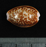 中文名:紅花寶螺 (002963-00101)學名:Cypraea helvola Linnaeus, 1758(002963-00101)