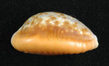 中文名:紅花寶螺 (003276-00038)學名:Cypraea helvola Linnaeus, 1758(003276-00038)