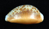 中文名:紅花寶螺 (003276-00038)學名:Cypraea helvola Linnaeus, 1758(003276-00038)