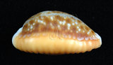 中文名:紅花寶螺 (004324-00116)學名:Cypraea helvola Linnaeus, 1758(004324-00116)