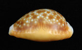 中文名:紅花寶螺 (004324-00116)學名:Cypraea helvola Linnaeus, 1758(004324-00116)