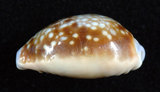中文名:紅花寶螺 (004324-00192)學名:Cypraea helvola Linnaeus, 1758(004324-00192)