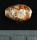 中文名:紅花寶螺 (004324-00192)學名:Cypraea helvola Linnaeus, 1758(004324-00192)