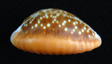 中文名:紅花寶螺 (004656-00002)學名:Cypraea helvola Linnaeus, 1758(004656-00002)