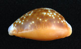 中文名:紅花寶螺 (004656-00002)學名:Cypraea helvola Linnaeus, 1758(004656-00002)
