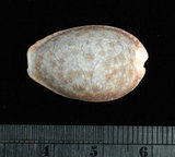 中文名:紅花寶螺 (004656-00024)學名:Cypraea helvola Linnaeus, 1758(004656-00024)