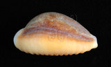 中文名:紅花寶螺 (005112-00091)學名:Cypraea helvola Linnaeus, 1758(005112-00091)