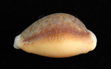 中文名:紅花寶螺 (005112-00091)學名:Cypraea helvola Linnaeus, 1758(005112-00091)