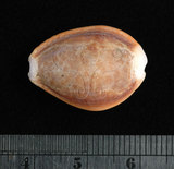 中文名:紅花寶螺 (005112-00091)學名:Cypraea helvola Linnaeus, 1758(005112-00091)