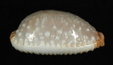 中文名:鯊皮寶螺 (002386-00004)學名:Cypraea staphylaea Linnaeus, 1758(002386-00004)