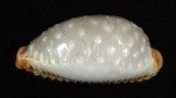 中文名:鯊皮寶螺 (002386-00004)學名:Cypraea staphylaea Linnaeus, 1758(002386-00004)