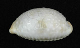中文名:鯊皮寶螺 (002386-00005)學名:Cypraea staphylaea Linnaeus, 1758(002386-00005)