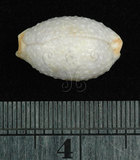 中文名:鯊皮寶螺 (002386-00005)學名:Cypraea staphylaea Linnaeus, 1758(002386-00005)
