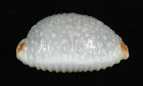 中文名:鯊皮寶螺 (002639-00113)學名:Cypraea staphylaea Linnaeus, 1758(002639-00113)