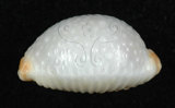 中文名:鯊皮寶螺(002672-00072)學名:Cypraea staphylaea Linnaeus, 1758(002672-00072)