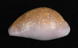 中文名:紫花寶螺(002119-00068)學名:Cypraea poraria Linnaeus, 1758(002119-00068)