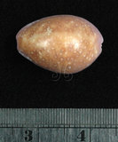 中文名:紫花寶螺(002119-00068)學名:Cypraea poraria Linnaeus, 1758(002119-00068)