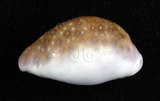 中文名:紫花寶螺(002368-00370)學名:Cypraea poraria Linnaeus, 1758(002368-00370)