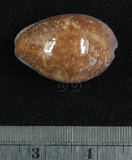 中文名:紫花寶螺(002368-00372)學名:Cypraea poraria Linnaeus, 1758(002368-00372)