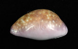 中文名:紫花寶螺(002629-00047)學名:Cypraea poraria Linnaeus, 1758(002629-00047)