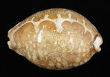 中文名:地圖寶螺 (003317-00029)學名:Cypraea mappa Linnaeus, 1758(003317-00029)