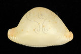 中文名:繡珠寶螺(002368-00400)學名:Cypraea cicercula Linnaeus, 1758(002368-00400)