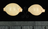 中文名:繡珠寶螺(002368-00400)學名:Cypraea cicercula Linnaeus, 1758(002368-00400)